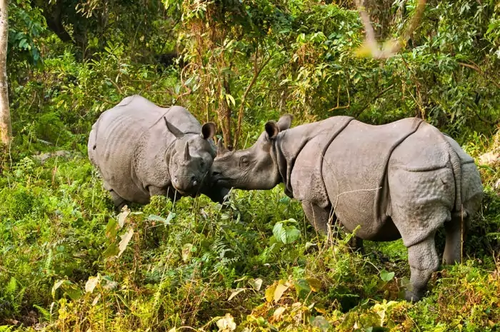 Самец и самка носорога индийского: основные отличия фото