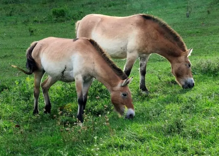 Самец и самка лошади Пржевальского: основные отличия фото