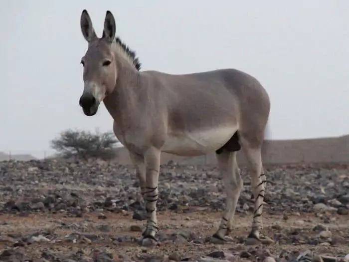 Осел дикий (Equus asinus): фото, виды, интересные факты