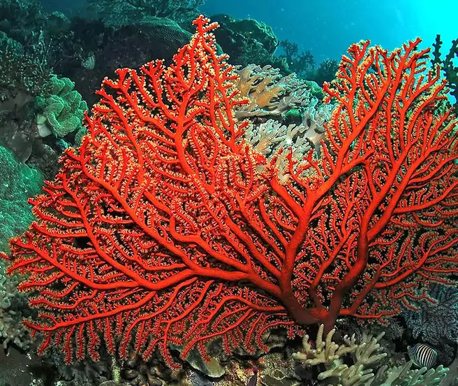 История коралла