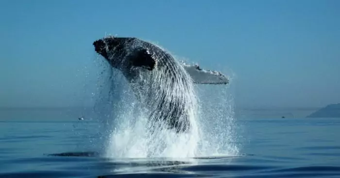 Распространенные виды серого кита