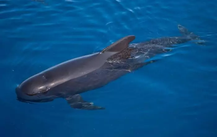 круглоголовый кит (Globicephala melas)
