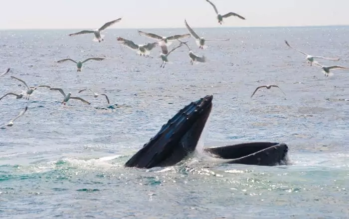 Естественные враги серого кита