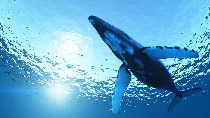Интересные факты о синем ките