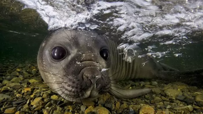 Интересные факты о тюлене обыкновенном