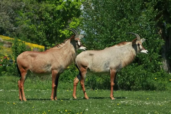 Самец и самка лошадиной антилопы: основные отличия