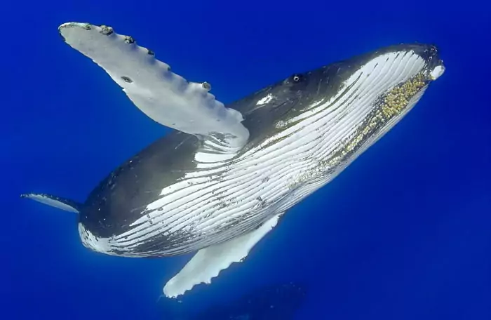 Описание горбатого кита