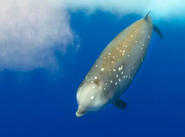 Описание кита клюворыла