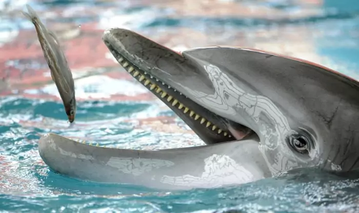 Особенности питания дельфина