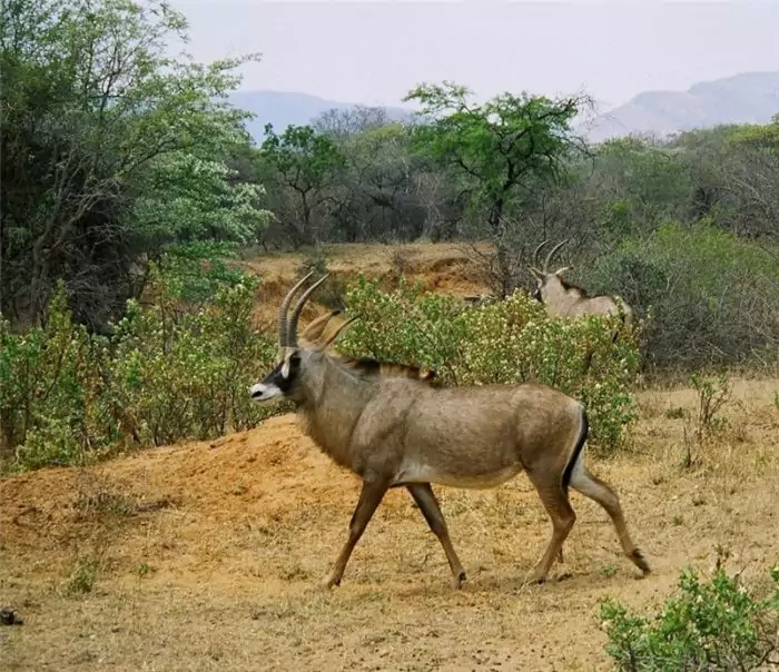 Особенности питания лошадиной антилопы