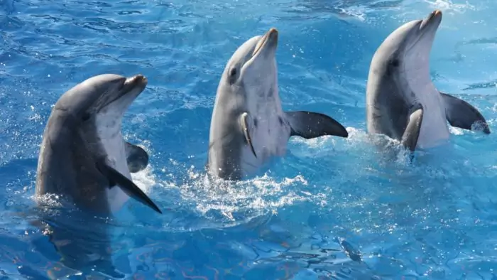 Поведение дельфина