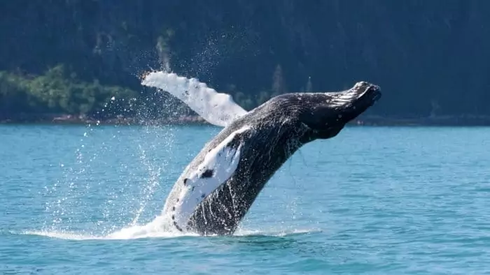 Поведение серого кита