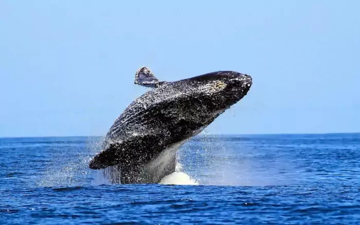 Поведение синего кита