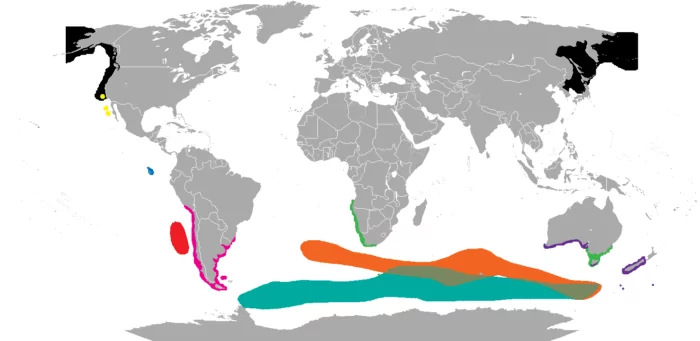 Распространение морских котиков