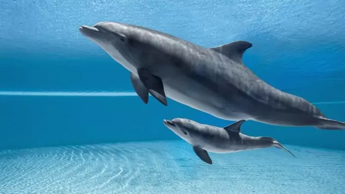 Размножение дельфина