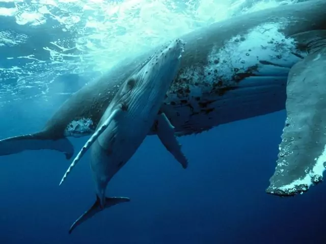 Размножение горбатого кита