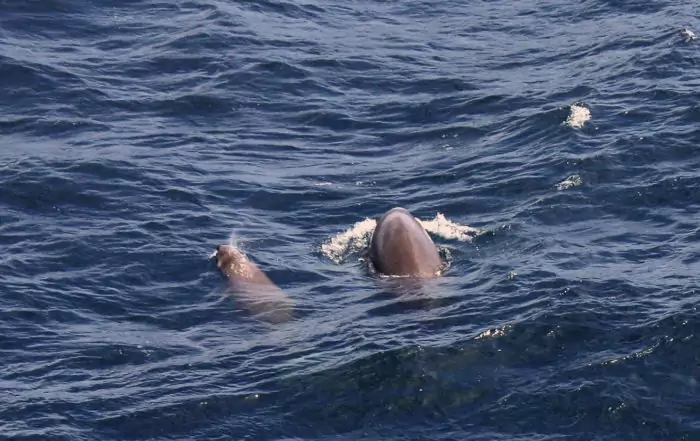 Размножение кита клюворыла