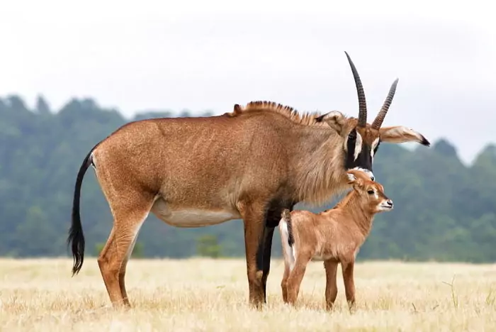 Размножение лошадиной антилопы