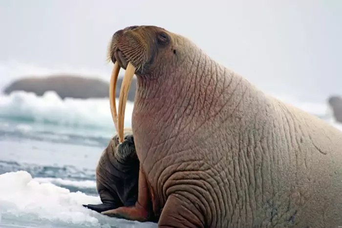 Размножение моржа