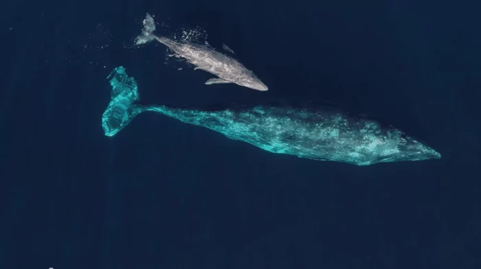 Размножение серого кита