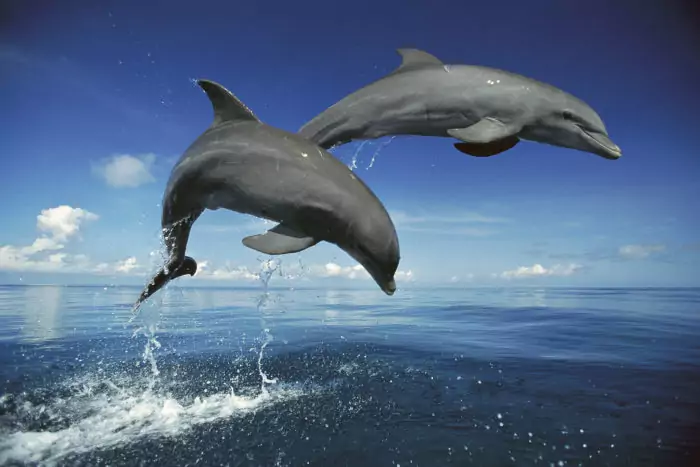 Самец и самка дельфина: основные отличия
