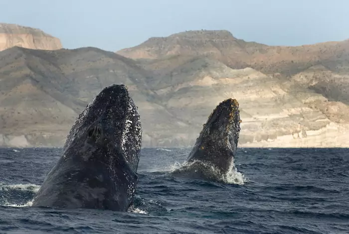 Самец и самка горбатого кита: основные отличия