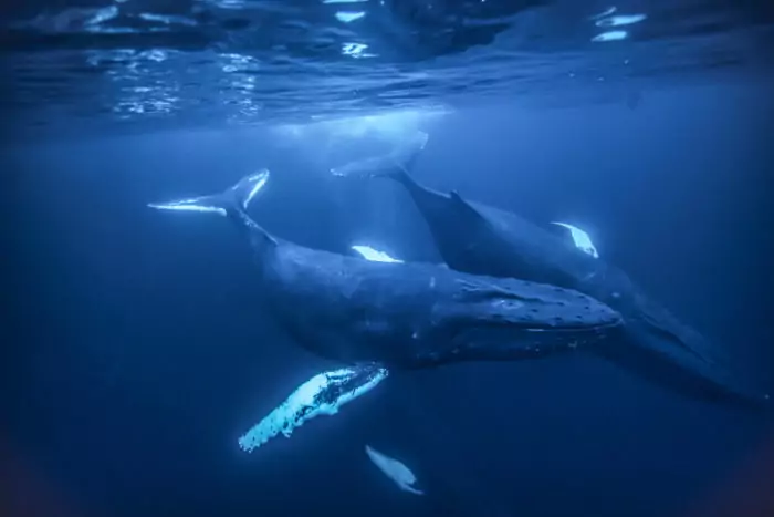 Самец и самка синего кита: основные отличия