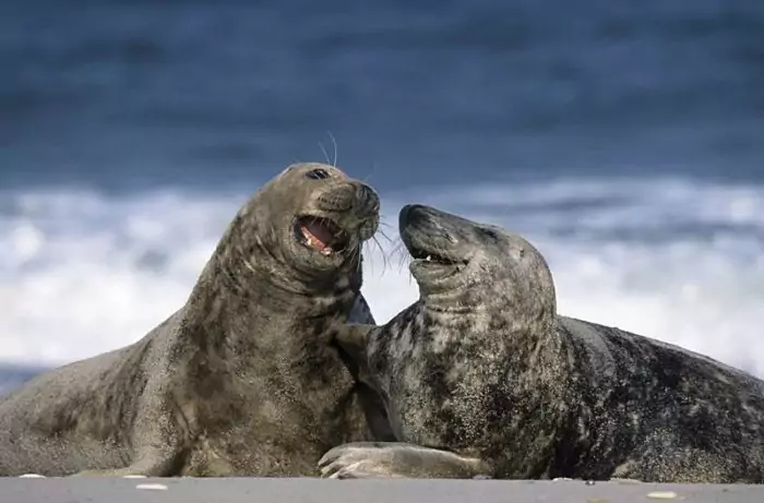 Самец и самка тюленя обыкновенного: основные отличия