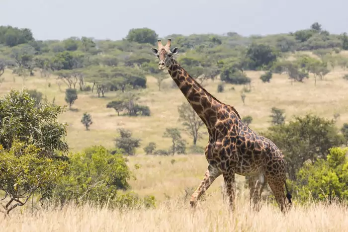 Ангольский жираф