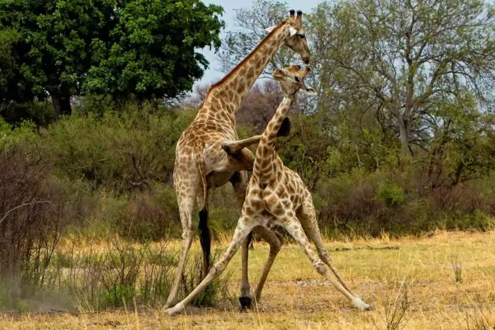Интересные факты о жирафе