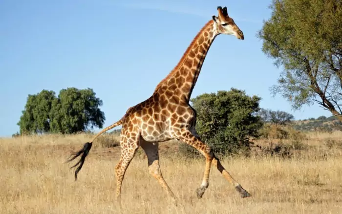 Поведение жирафа