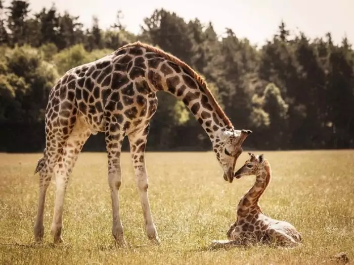 Размножение жирафа
