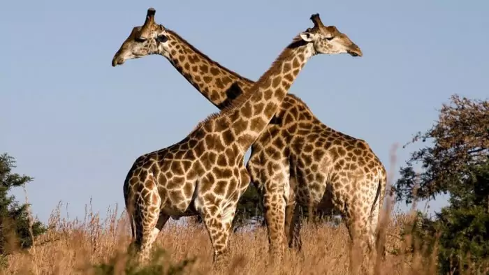 Самец и самка жирафа: основные отличия