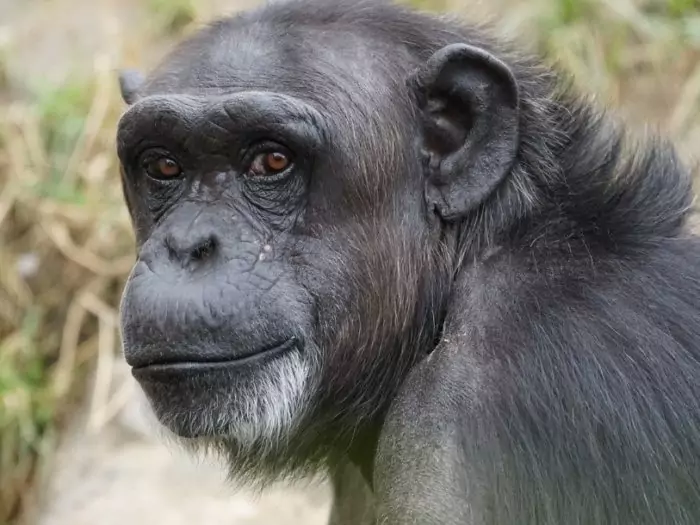 Черномордый шимпанзе (Pan troglodytes troglodytes)