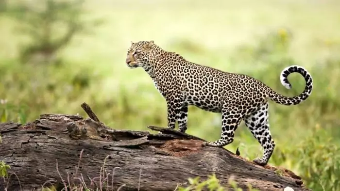 Дальневосточный леопард (Panthera pardus orientalis) фото