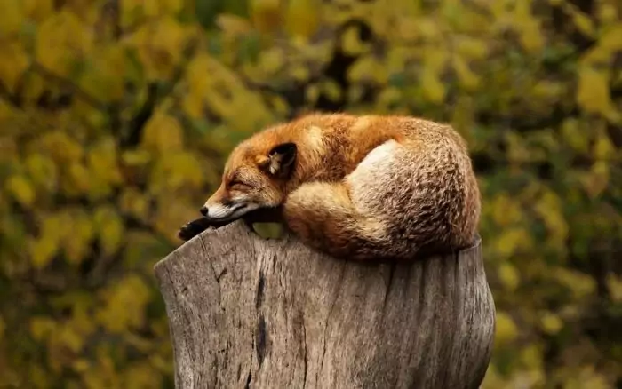 Естественные враги рыжей лисицы
