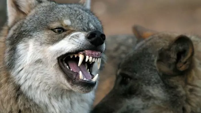 Естественные враги волка