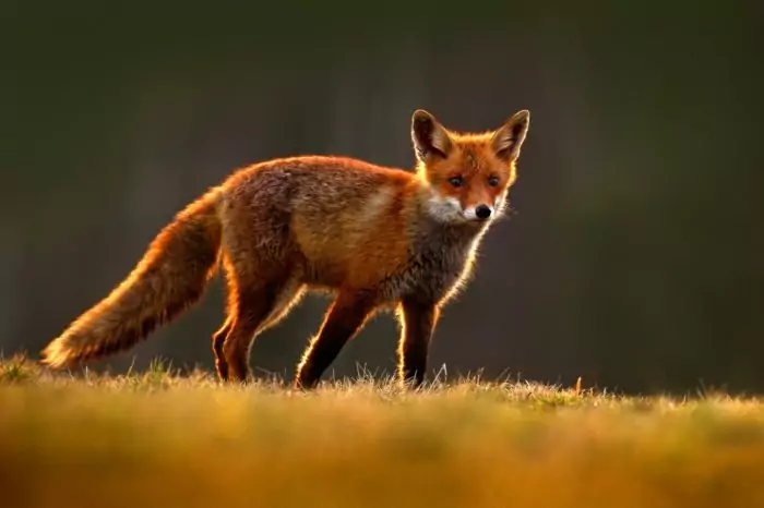 Интересные факты о рыжей лисице
