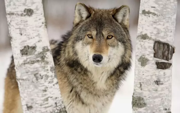 Интересные факты о волке