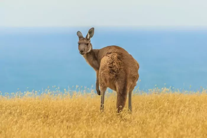 Интересные факты о большом сером кенгуру