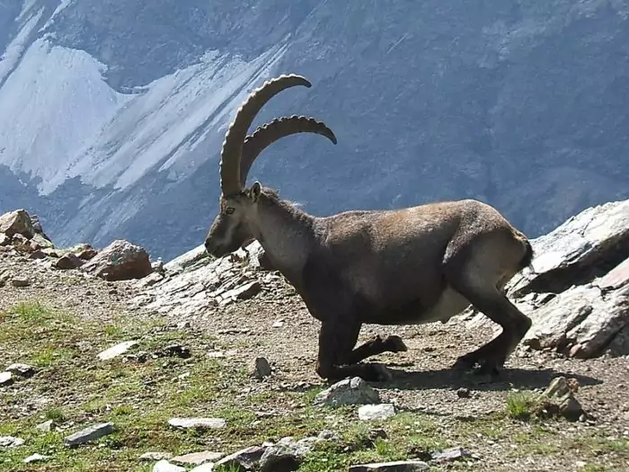 Описание альпийского горного козла