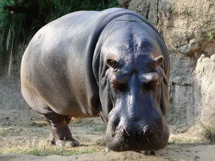 Бегемот (Hippopotamus amphibius): фото, интересные факты