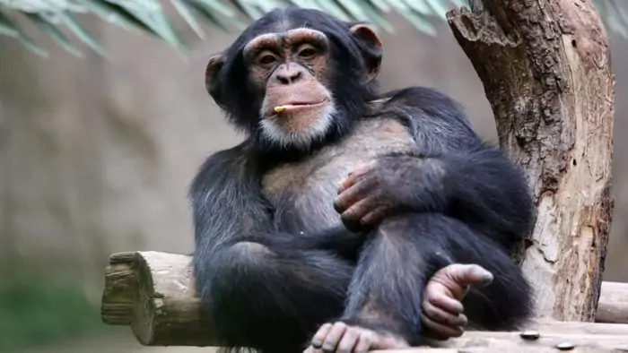 Описание шимпанзе