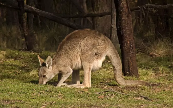 Особенности питания большого серого кенгуру