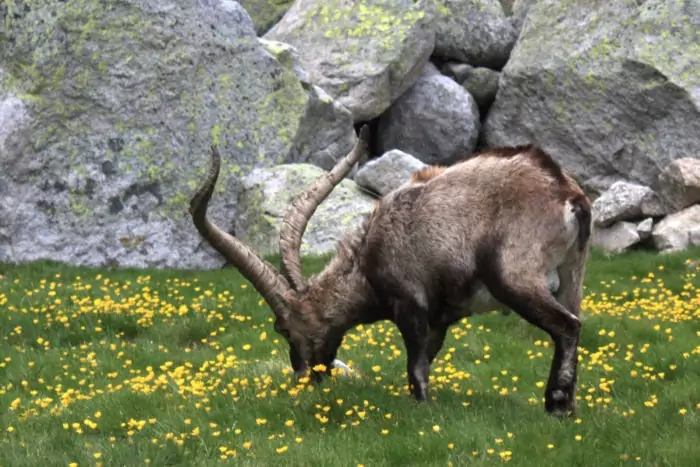 Особенности питания альпийского горного козла