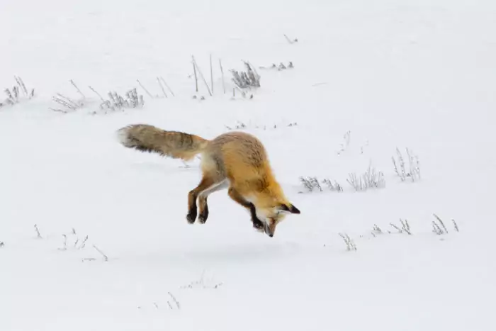 Особенности питания рыжей лисицы