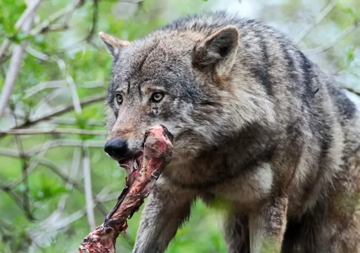 Особенности питания волка