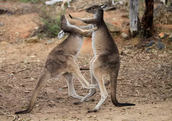 Поведение большого серого кенгуру