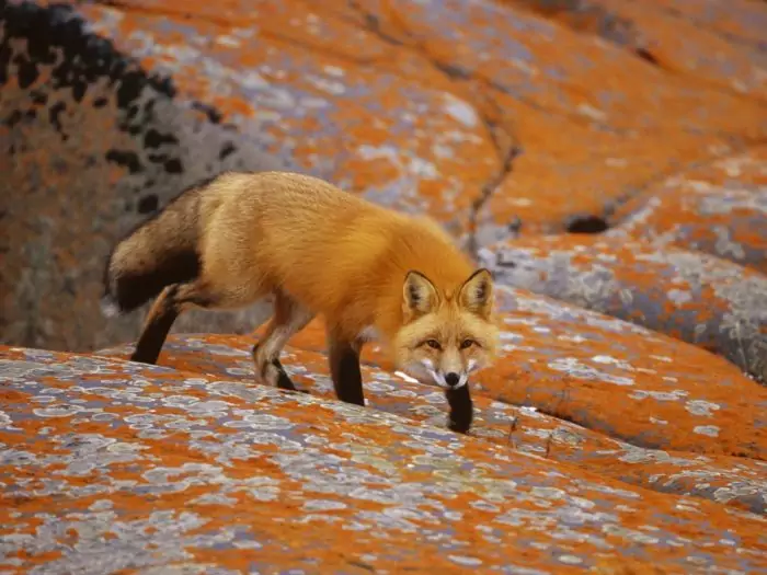 Поведение рыжей лисицы