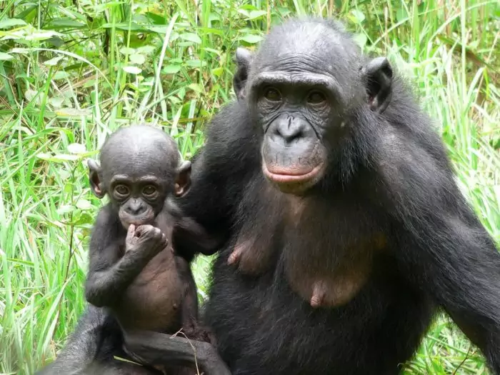 Размножение шимпанзе